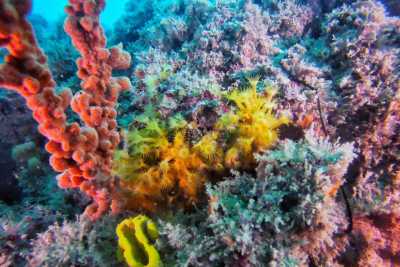 Anche Molfetta ha la sua "barriera corallina": �Colorata oasi in fondo al mare�